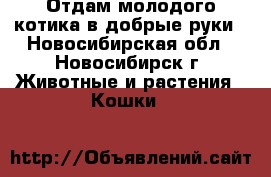Отдам молодого котика в добрые руки - Новосибирская обл., Новосибирск г. Животные и растения » Кошки   
